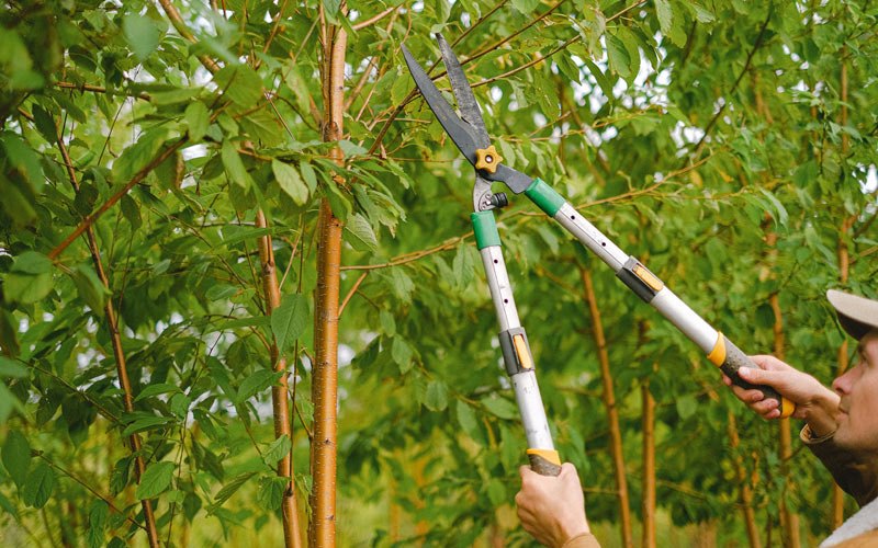 Tree trimming in Trade, TN