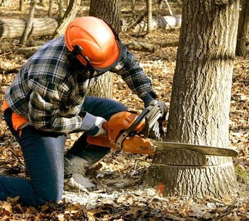 Tree Removal in Trade, TN
